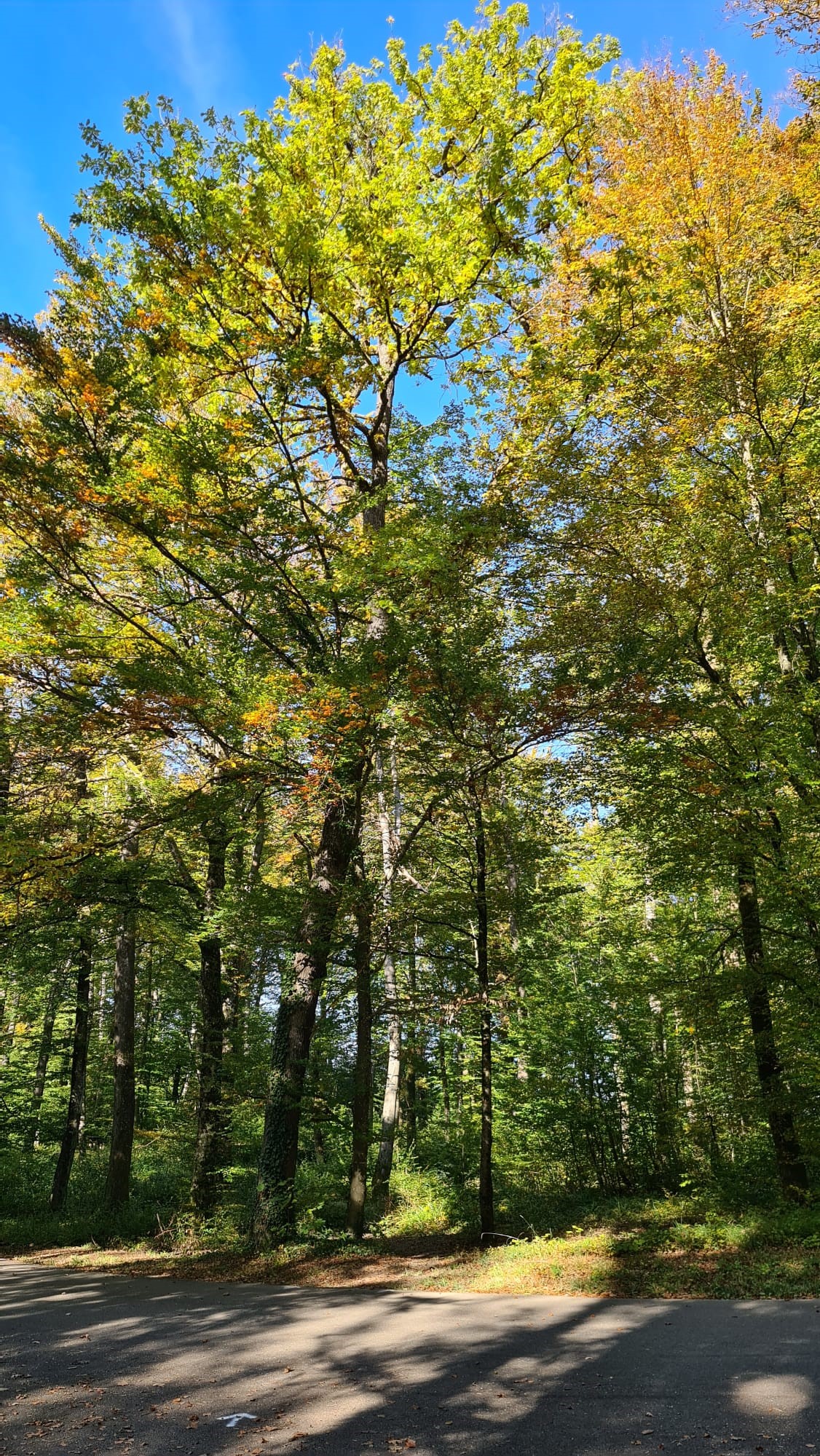 Paysage de Bavans